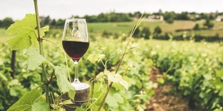 homemade wine