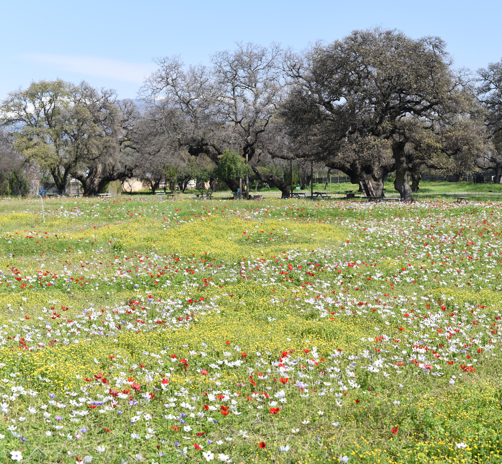 Horshat Tal camp site